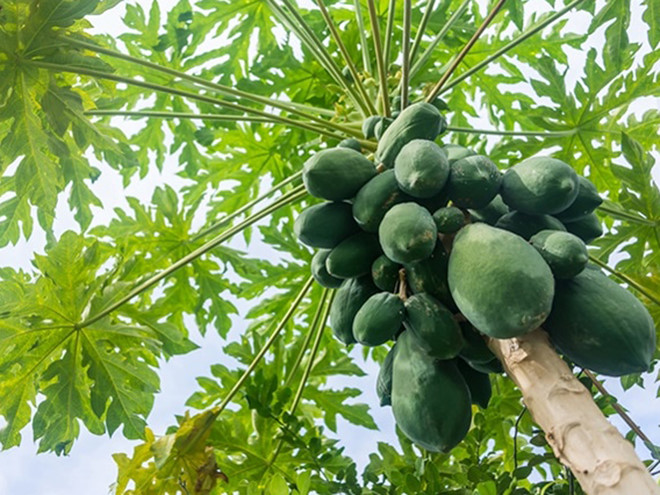 [-]8[-]lợi[-]ích[-]bất[-]ngờ[-]của[-]đu[-]đủ[-]sống[-]mà[-]bạn[-]cần[-]biết